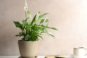 Peace lily (Spathyphyllum wallisii)
