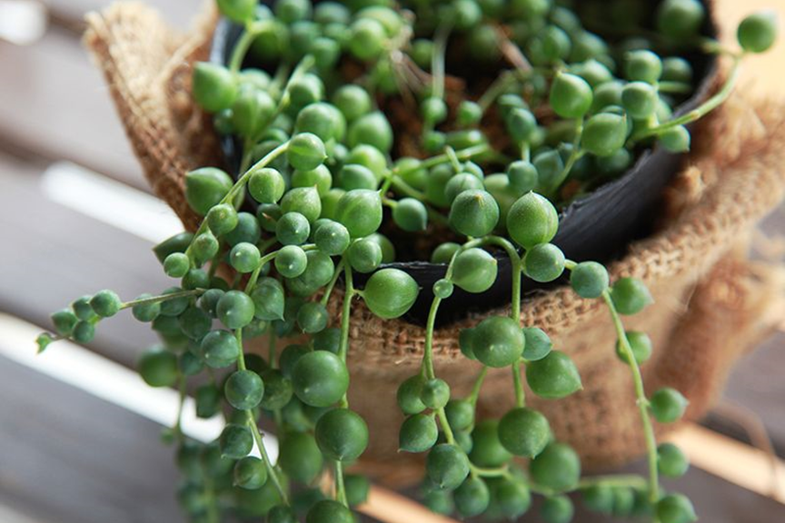 String of Pearls Succulents Senecio Rowleyanus (4 Pot)