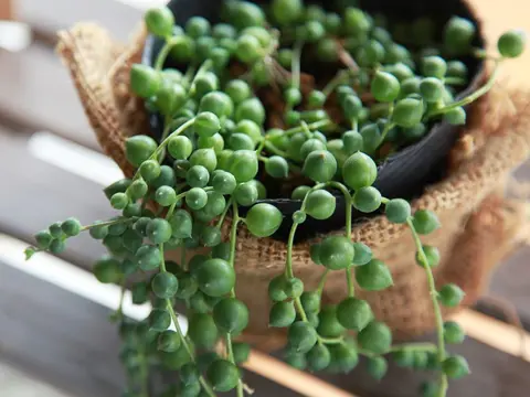 How to Grow String of Pearls