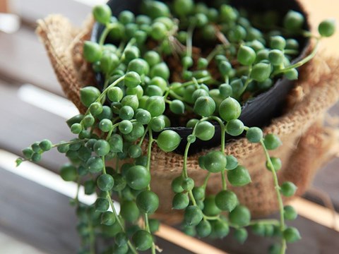 How to Grow String of Pearls