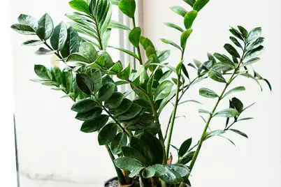 ZZ Plant