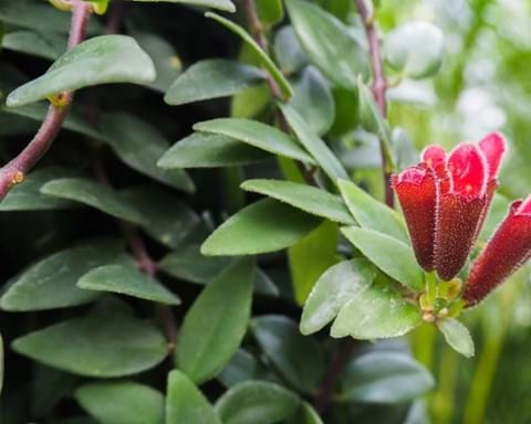 How to Grow Lipstick Plant