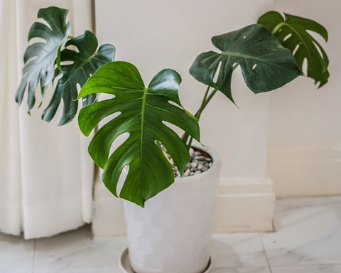 How to Grow Monstera