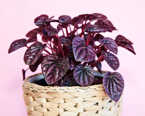 How to Grow Peperomia