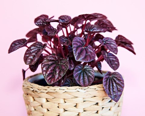 How to Grow Peperomia