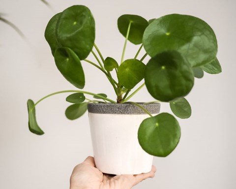 How to Grow Pilea