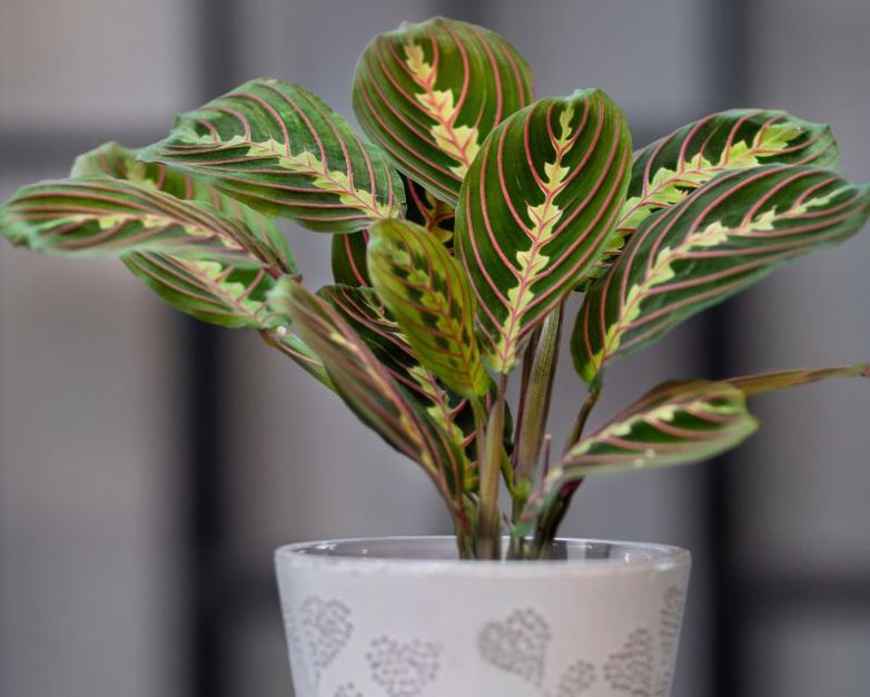 How to grow prayer plants