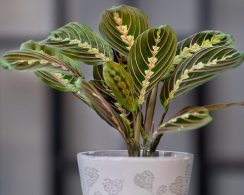 How to Grow Prayer Plant