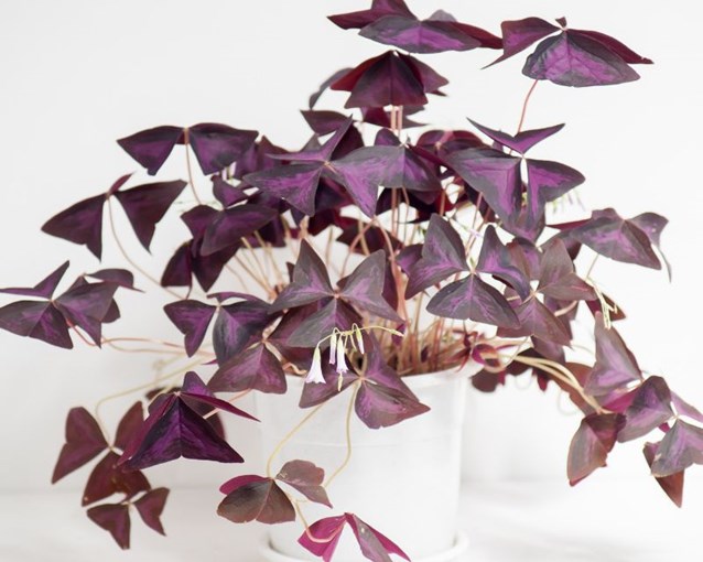 How To Grow Purple Shamrock