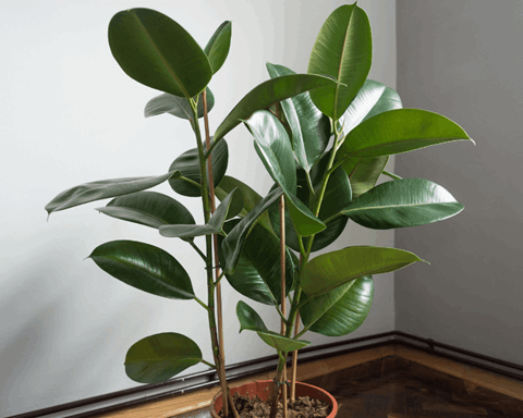 How to Grow Rubber Plant