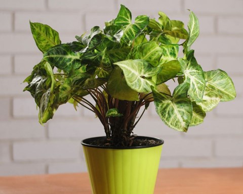 How to Grow Syngonium