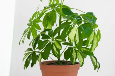 Umbrella Tree