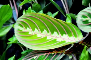 how to grow prayer plant 3