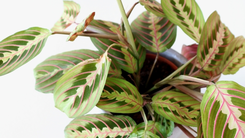 Prayer Plants (Maranta leucoeura)