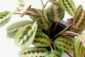 how to grow prayer plant 2