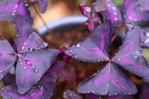 how to grow purple shamrock 3