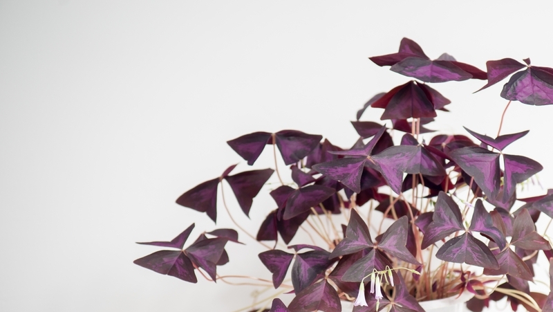 how to grow purple shamrock 2