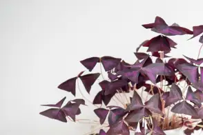 how to grow purple shamrock 2