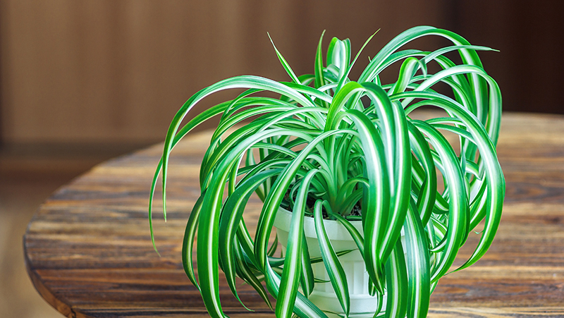 how to grow spider plant 2
