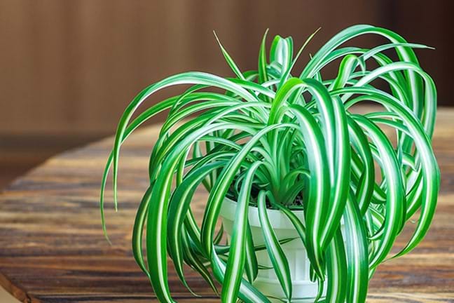 how to grow spider plant 2