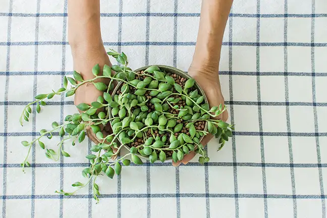 how to grow string of pearls 2