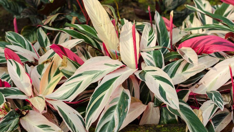 how to grow stromanthe 2