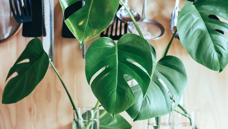 how to grow swiss cheese 3