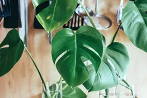 how to grow swiss cheese 3