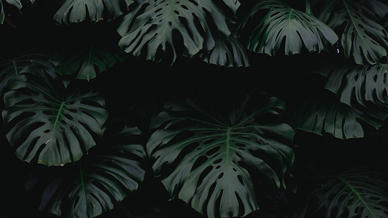 how to grow swiss cheese 2