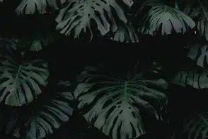 how to grow swiss cheese 2