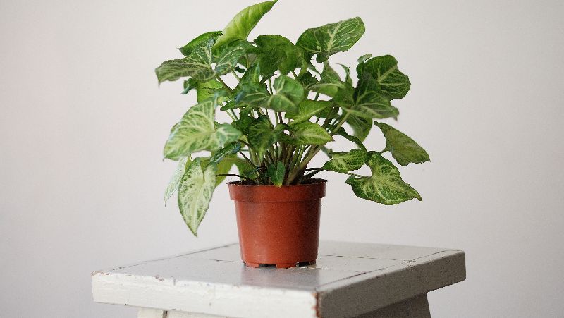 how to grow syngonium 2