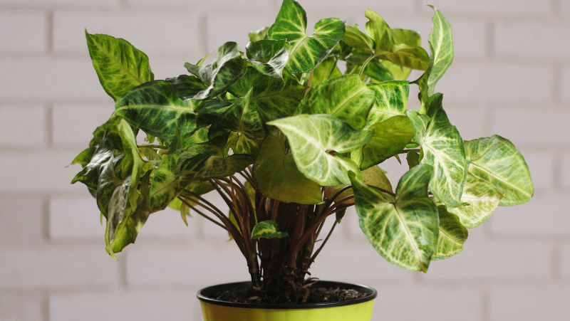 how to grow syngonium 3