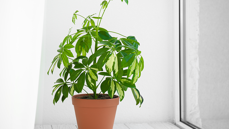 how to grow umbrella tree 2