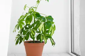 how to grow umbrella tree 2