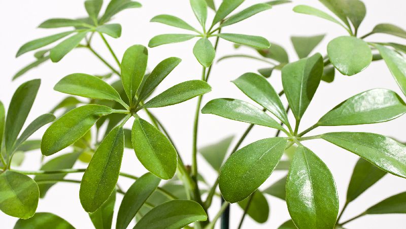 how to grow umbrella tree 3