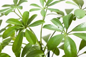 how to grow umbrella tree 3