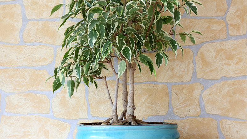 how to grow weeping fig 2
