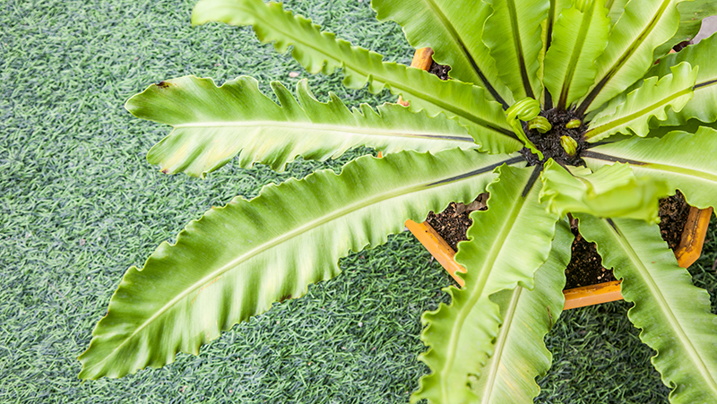 how to grow birds nest fern 2