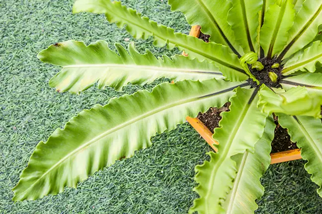 how to grow birds nest fern 2