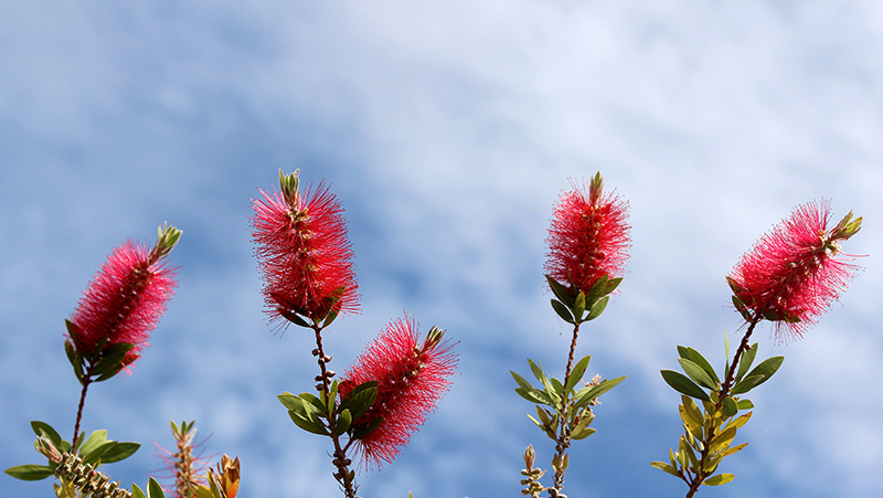 how to grow bottlebrush 2