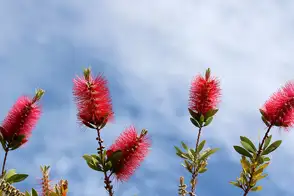 how to grow bottlebrush 2