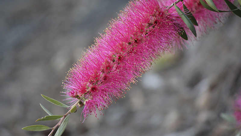how to grow bottlebrush 3