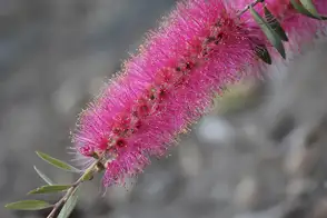 how to grow bottlebrush 3
