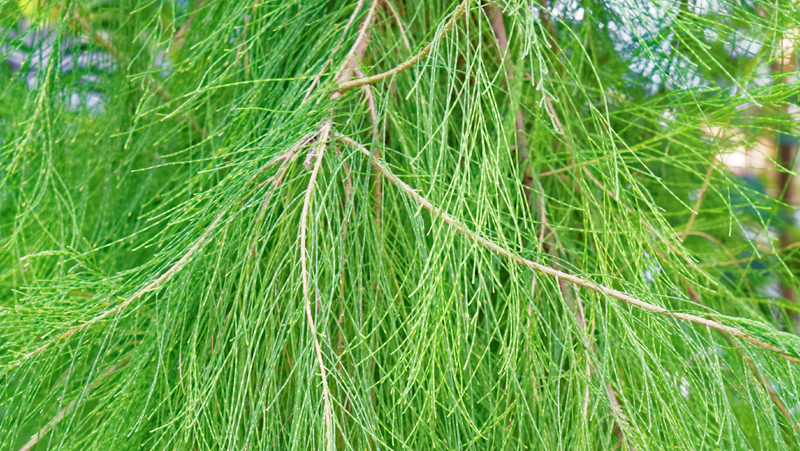 Image above: She-Oak (Casuarina sp.)