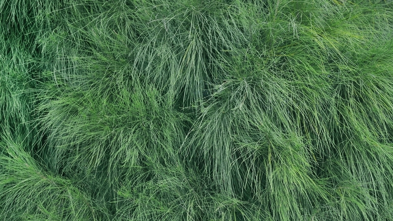how to grow casuarina 3