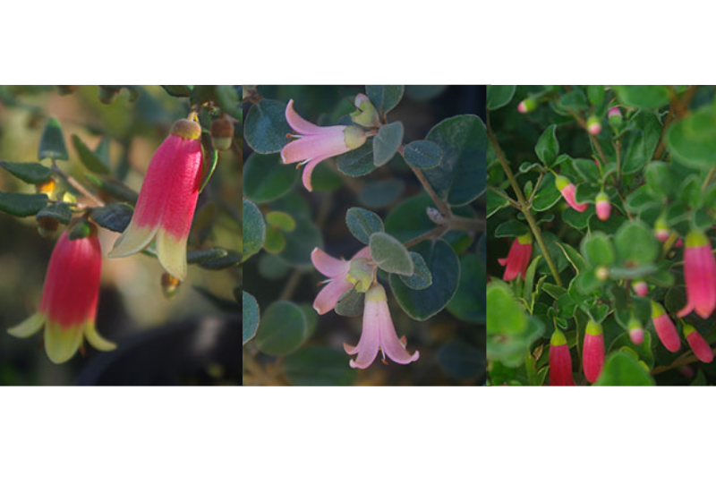 how to grow correa 3