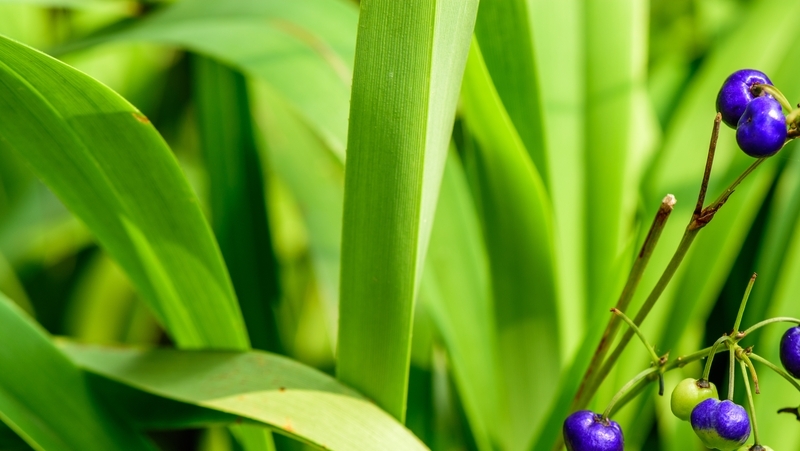 how to grow dianella 2