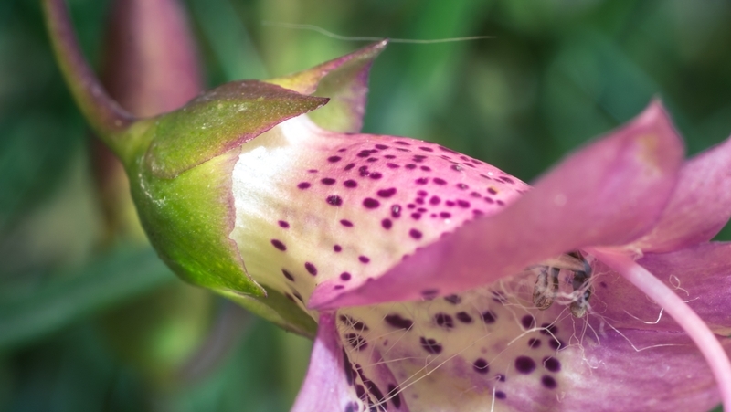 how to grow emu bush 2