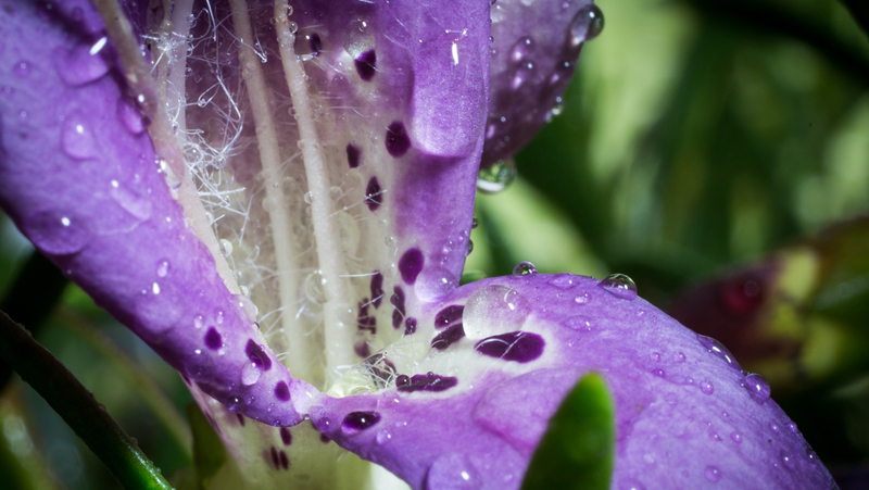 how to grow emu bush 3