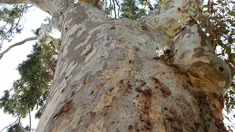 how to grow eucalyptus 3